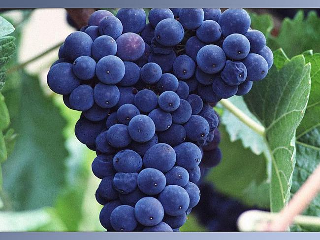 Виноград по праву считают одним из самых ценнейших фруктов